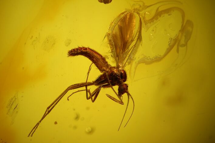 Fossil Fly (Diptera) In Baltic Amber #170096